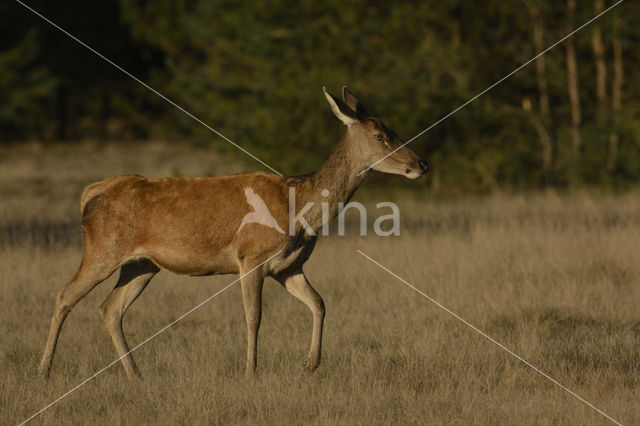 Edelhert (Cervus elaphus)