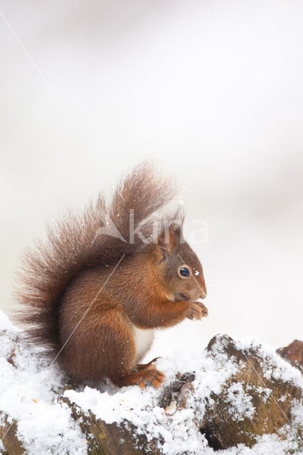 Eekhoorn (Sciurus vulgaris)