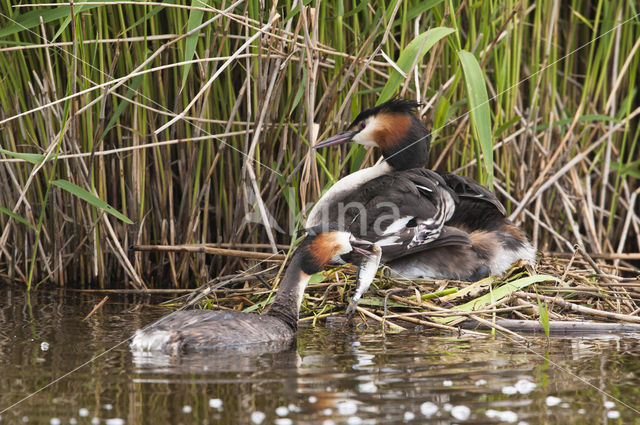 Fuut (Podiceps cristatus)