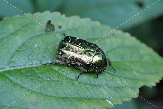 Gedeukte Gouden Tor (Protaetia cuprea)