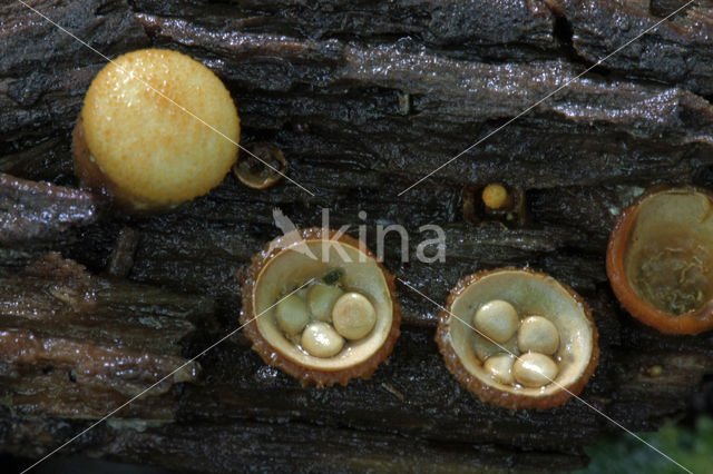 Geel nestzwammetje (Crucibulum crucibuliforme)