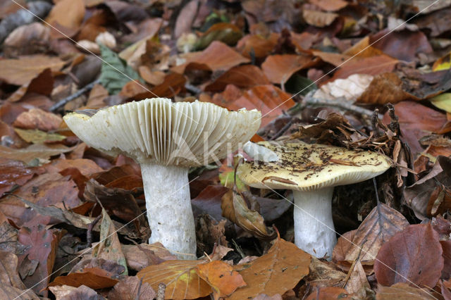 Geelwitte russula (Russula ochroleuca)