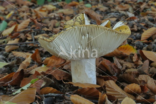 Geelwitte russula (Russula ochroleuca)