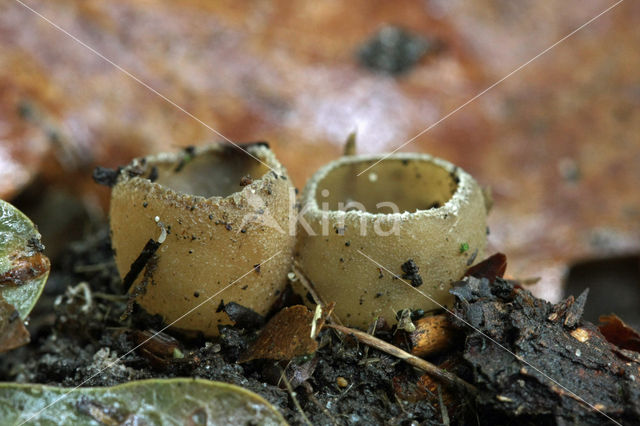 Gekarteld leemkelkje (Tarzetta catinus)