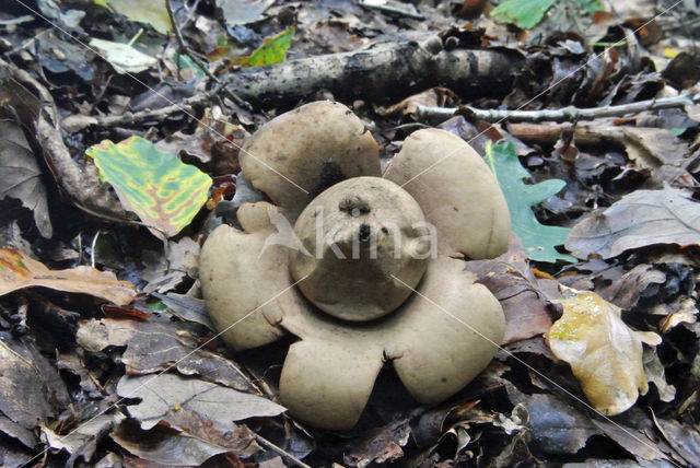 Gekraagde aardster (Geastrum triplex)