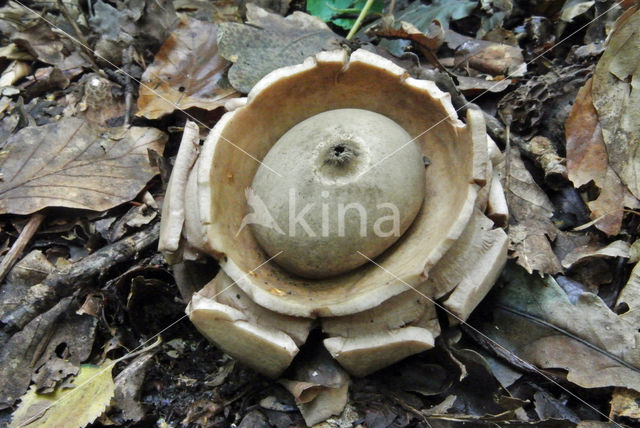 Gekraagde aardster (Geastrum triplex)