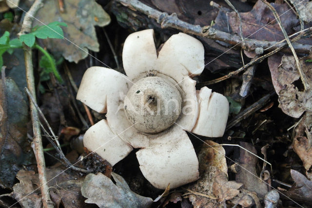 Gekraagde aardster (Geastrum triplex)