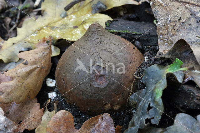 Gekraagde aardster (Geastrum triplex)