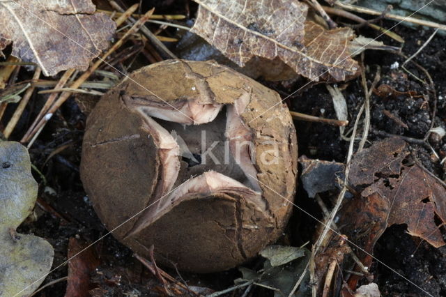 Gekraagde aardster (Geastrum triplex)