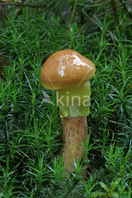 Gele ringboleet (Suillus grevillei)