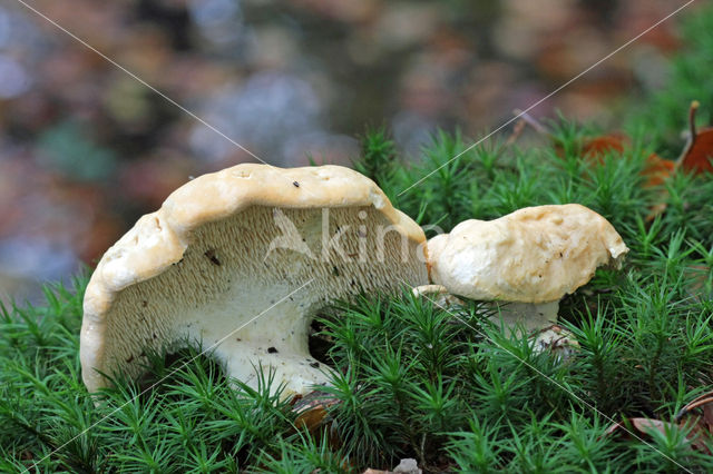 Gele stekelzwam (Hydnum repandum)