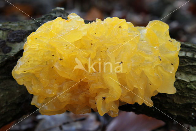 Gele trilzwam (Tremella mesenterica)