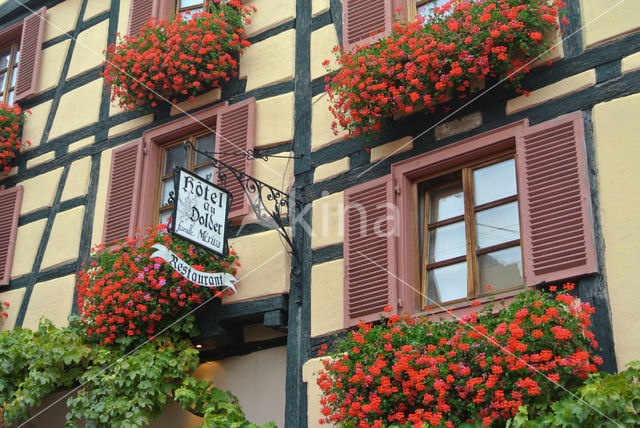 Geranium (Pelargonium spec)