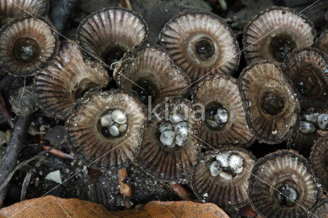 Gestreept nestzwammetje (Cyathus striatus)