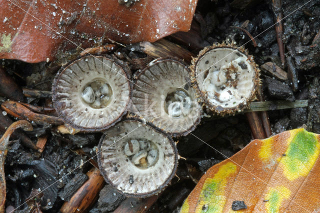 Gestreept nestzwammetje (Cyathus striatus)