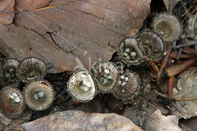 Gestreept nestzwammetje (Cyathus striatus)