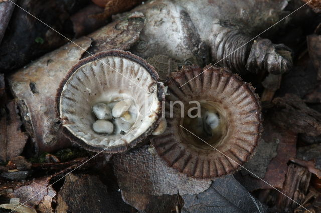 Gestreept nestzwammetje (Cyathus striatus)