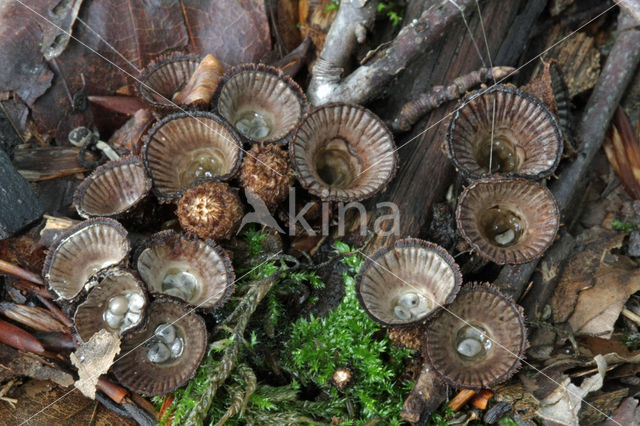 Gestreept nestzwammetje (Cyathus striatus)