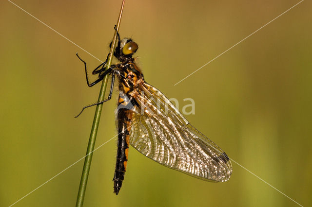 Gevlekte witsnuitlibel (Leucorrhinia pectoralis)