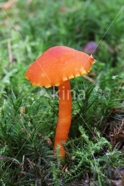 Gewoon vuurzwammetje (Hygrocybe miniata)