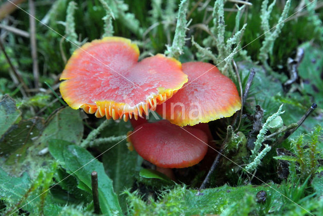 Gewoon vuurzwammetje (Hygrocybe miniata)