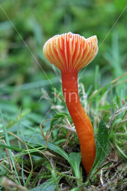 Gewoon vuurzwammetje (Hygrocybe miniata)