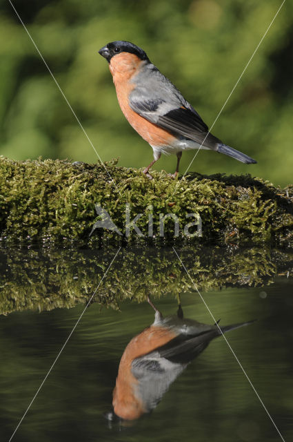 Eurasian Bullfinch (Pyrrhula pyrrhula)