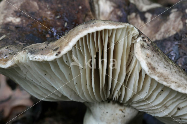 Grofplaatrussula (Russula nigricans)