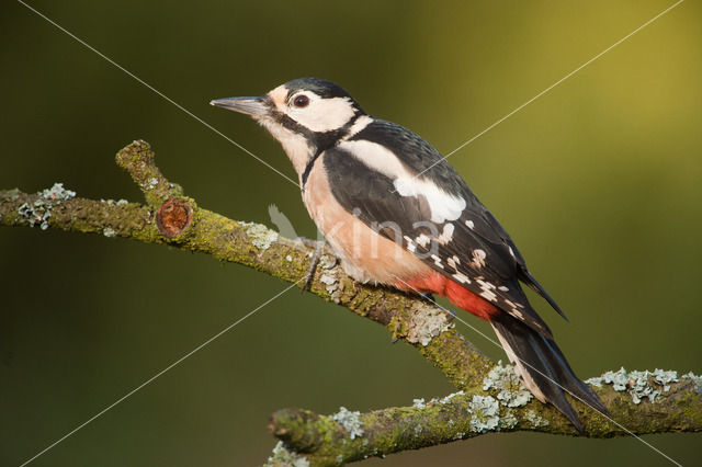 Grote Bonte Specht (Dendrocopos major)