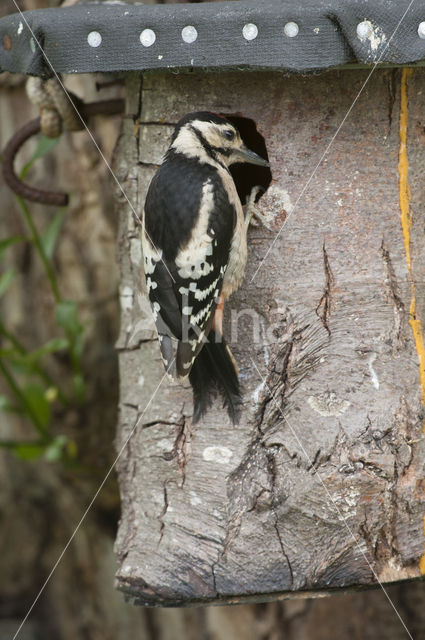 Grote Bonte Specht (Dendrocopos major)