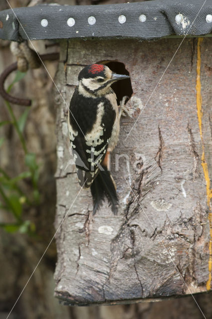 Great Spotted Woodpecker (Dendrocopos major)