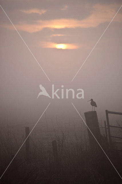 Grutto (Limosa limosa)