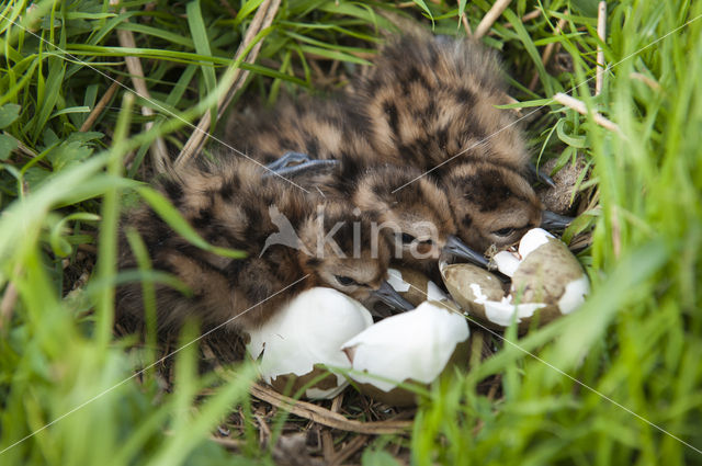 Black-tailed Godwit (Limosa limosa)