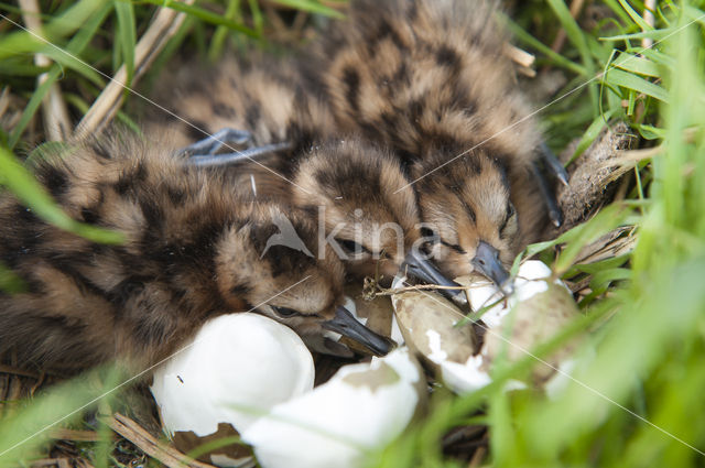 Black-tailed Godwit (Limosa limosa)