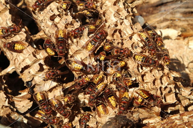 Hoornaar (Vespa crabro )