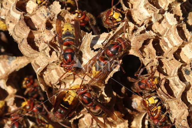 european hornet (Vespa crabro )