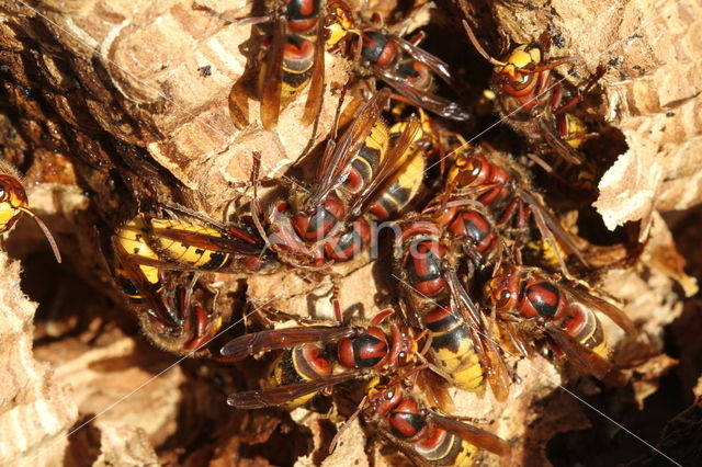 Hoornaar (Vespa crabro )