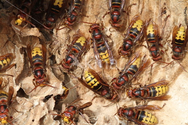 Hoornaar (Vespa crabro )