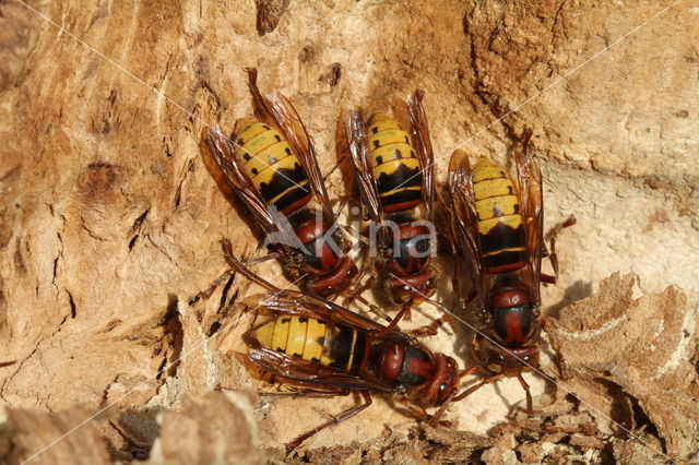 Hoornaar (Vespa crabro )