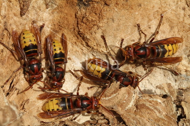 Hoornaar (Vespa crabro )