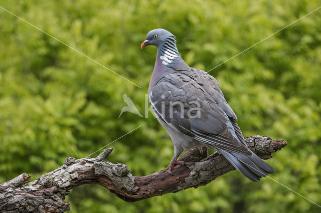 Houtduif (Columba palumbus)