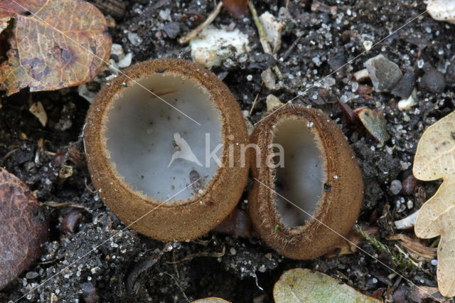 Kleine bruine bekerzwam (Humaria hemisphaerica)