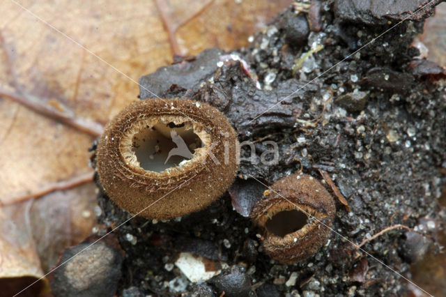 Kleine bruine bekerzwam (Humaria hemisphaerica)