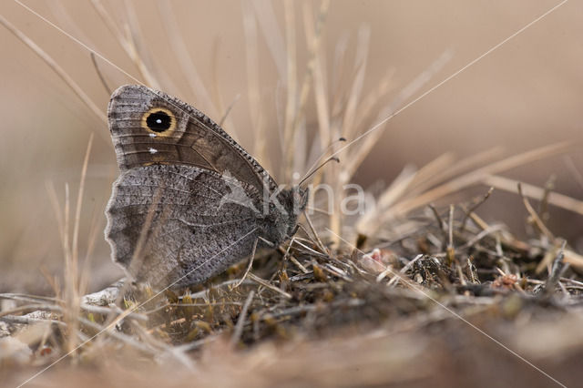 Kleine heivlinder (Hipparchia statilinus)