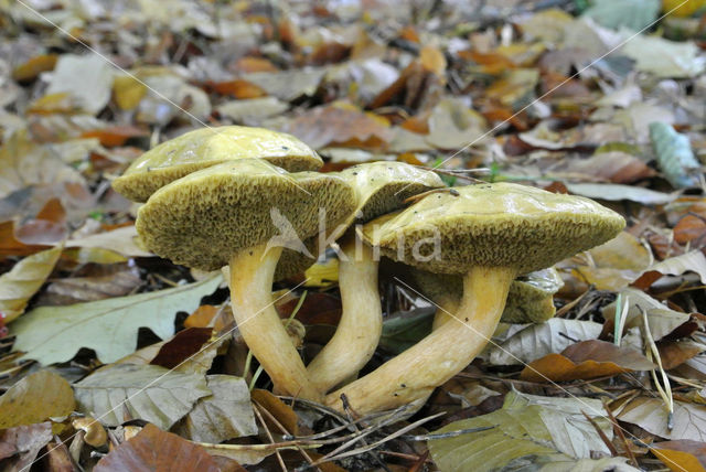 Koeienboleet (Suillus bovinus)