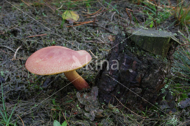 Koningsmantel (Tricholomopsis rutilans)