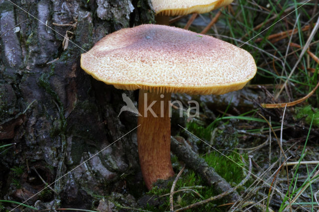 Koningsmantel (Tricholomopsis rutilans)