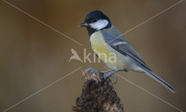 Koolmees (Parus major)