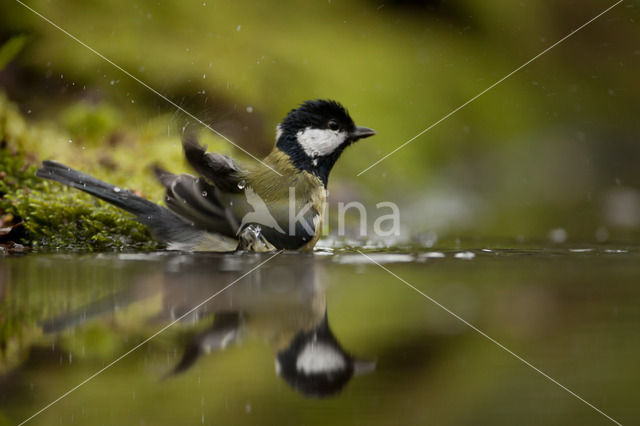 Koolmees (Parus major)