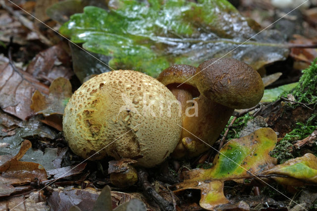 Kostgangerboleet (Boletus parasiticus)